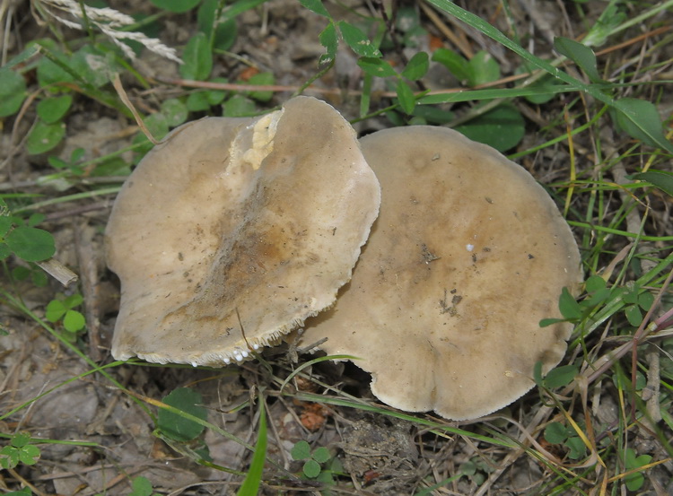 Lactarius azonites